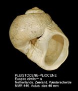PLEISTOCENE-PLIOCENE Euspira cirriformis